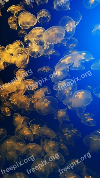 Monterey Underwater Jellyfish Jelly Aquarium