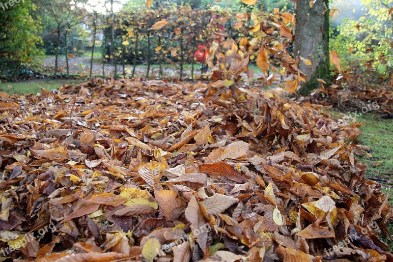 Autumn Leaves Gardening Chestnut Leaves Seasons