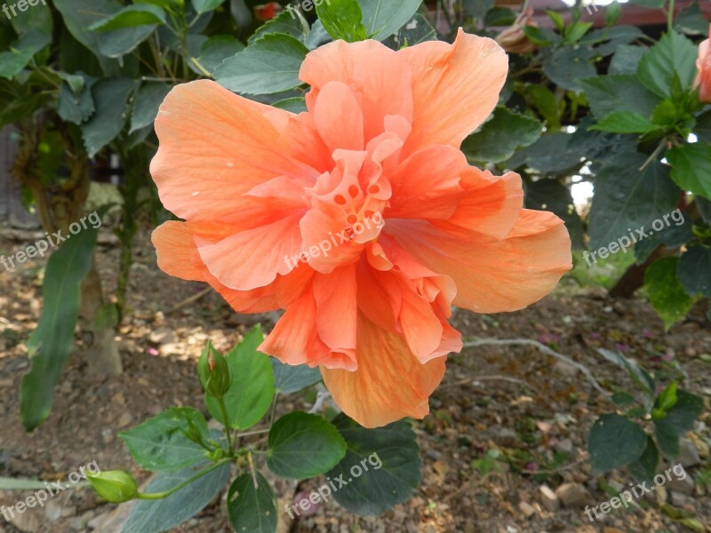 Hibiscus Orange Flower Orange Blossom Free Photos