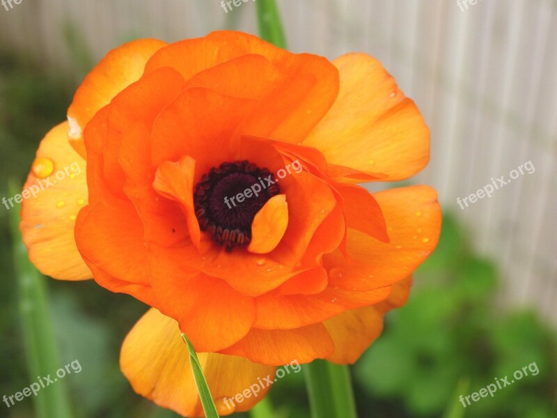 Flowers Orange Orange Flowers Blossom Bloom