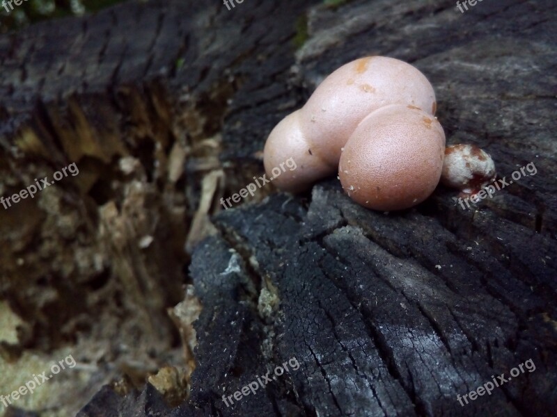 Mushroom Woody Mouldering Stump Free Photos