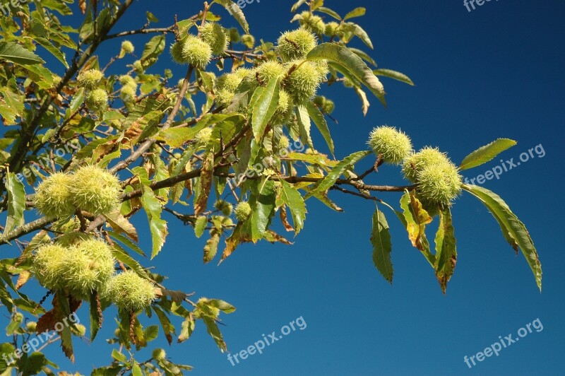 Chestnut Chestnuts Autumn Prickly Maroni