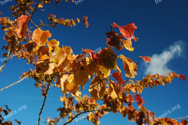 Fall Foliage Sunbeam Autumn Fall Leaves Leaves