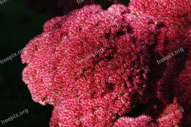 Stonecrop Garden Plant Flowers Flower Close Up