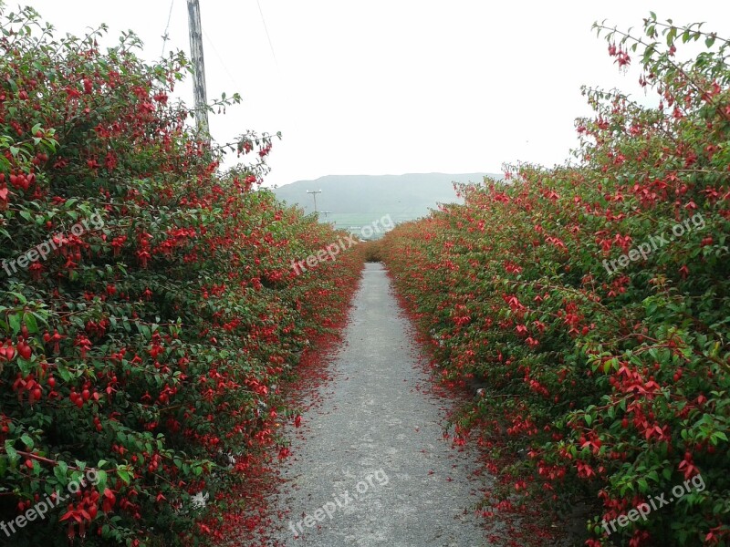 Ireland Away Red Hedge Hedges