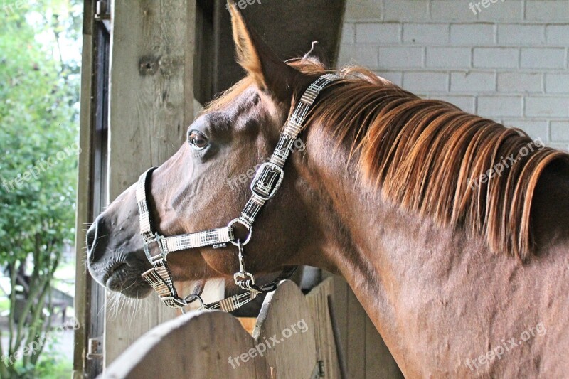 Horse Head Portrait Close Up Pferdeportrait Curious