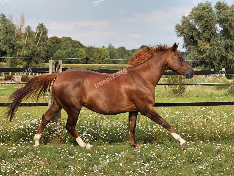 Horse Gallop Reiterlos Brown Warmblut