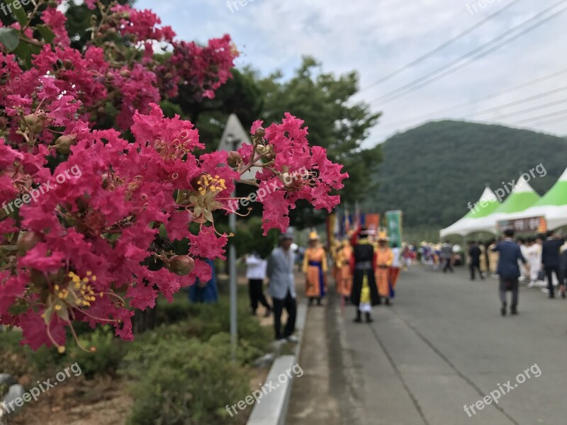 Lagerstroemia Indica A Long While Anton Free Photos