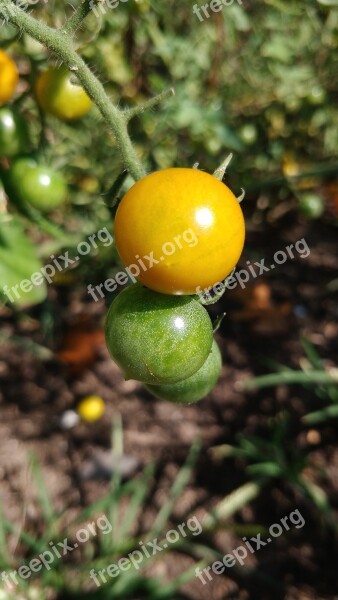 Tomatoes Vegetable Garden Cherry Tomatoes Small