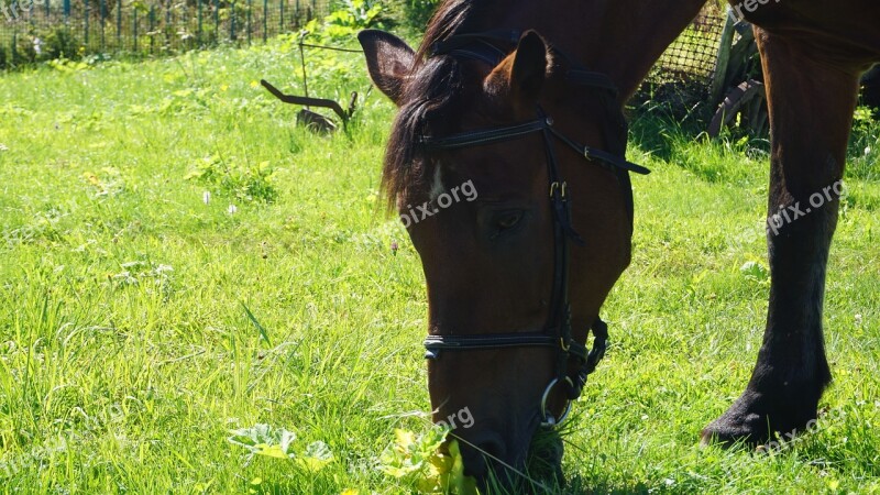 Horse Farm Animal Nature Mammal