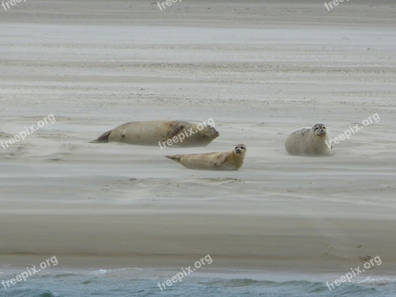 Grey Seals Dunes North Sea Crawl Borkum