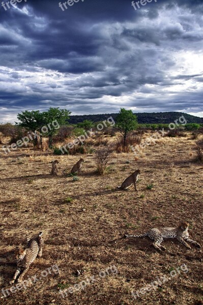 Namibia Cheetah Sunset Otjitongwe Lodge Free Photos