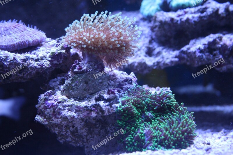 Coral Leather Coral Polyps Disc Anemone Sea