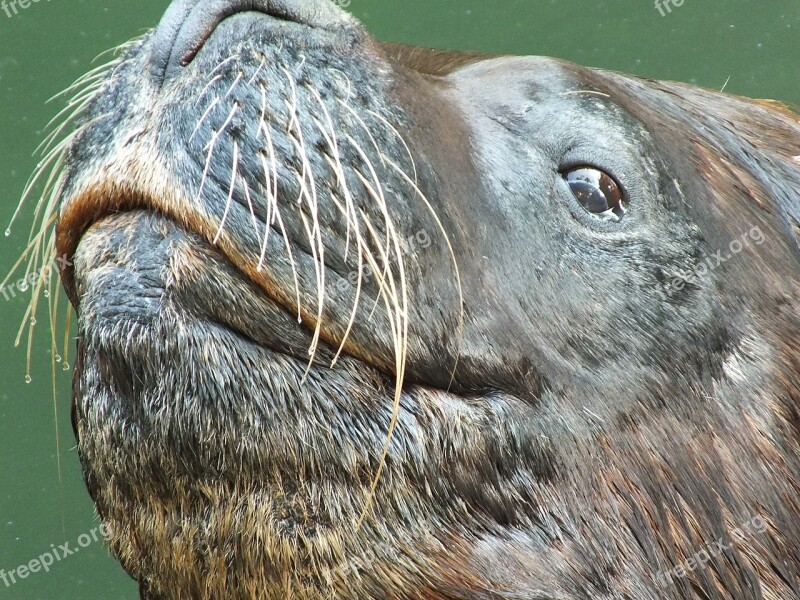 Seal Sea ​​lion Head Animal Aquatic