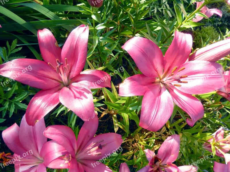 Flower Lily Macro Photography Pink Garden