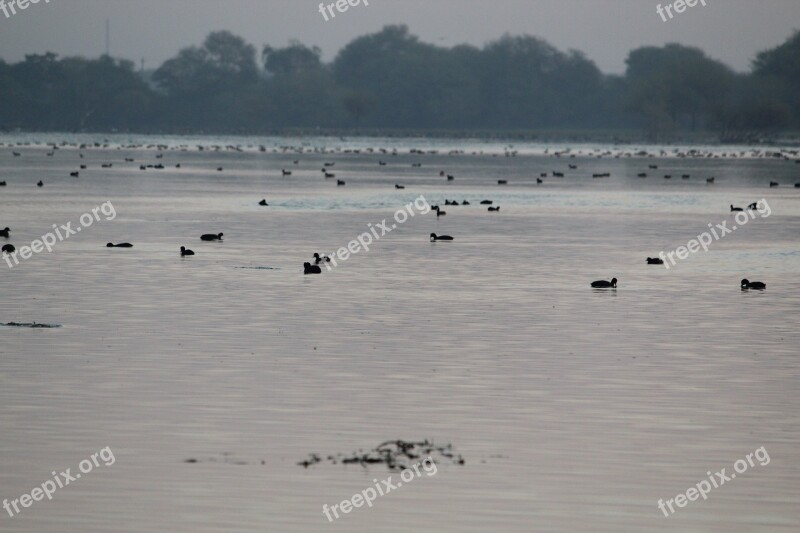 Nature Duck Water Gray Bird