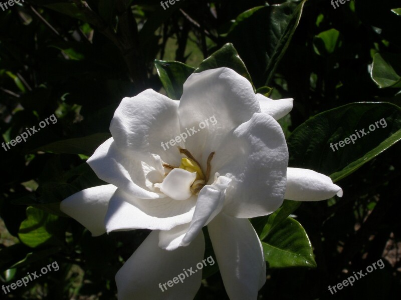 Flower Flowers White Purity Spring