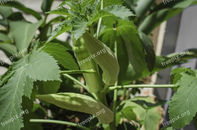 Lady Finger Lady Finger Tree Lady Finger Leaf Food Fresh