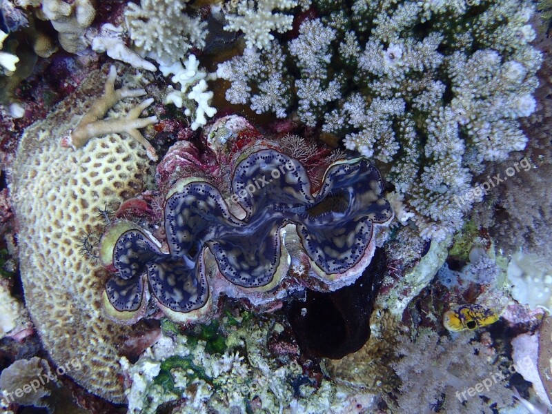 Diving Coral Giant Clam Underwater Marine