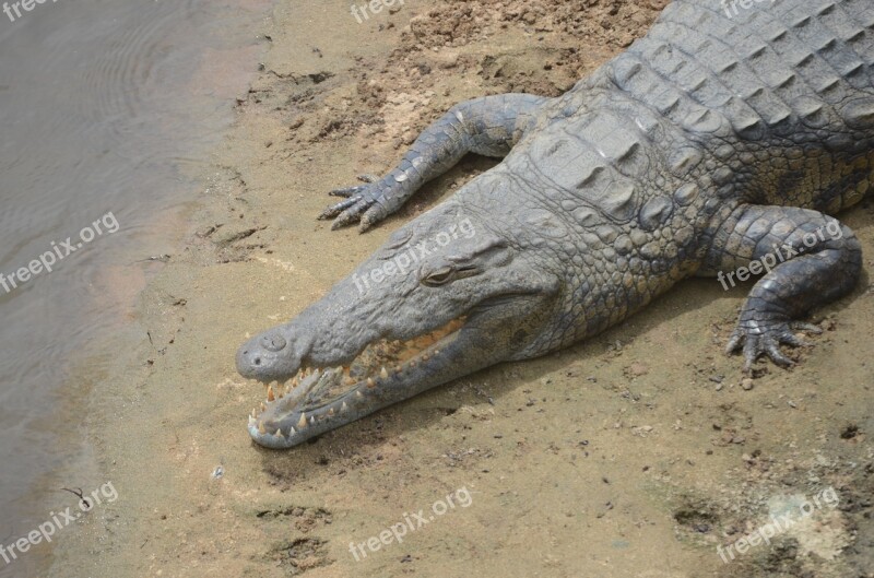 Crocodile River Africa Wildlife Reptile