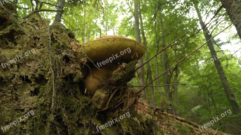 Mushrooms Wild Mushrooms Nature Forest Berries