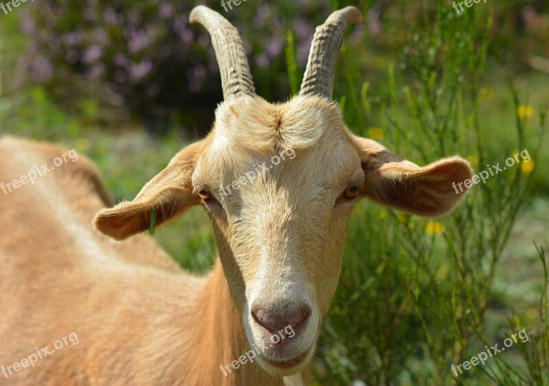 Goat Billy Goat Bock Goat Portrait Portrait