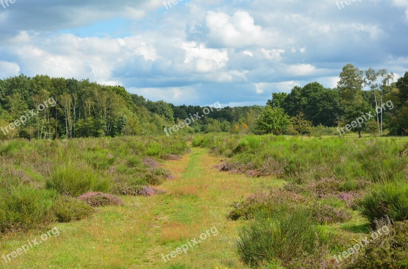 Heide Heathland Landscape Heather Nature