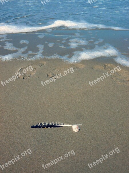 Feather Sand Footprint Water Beach