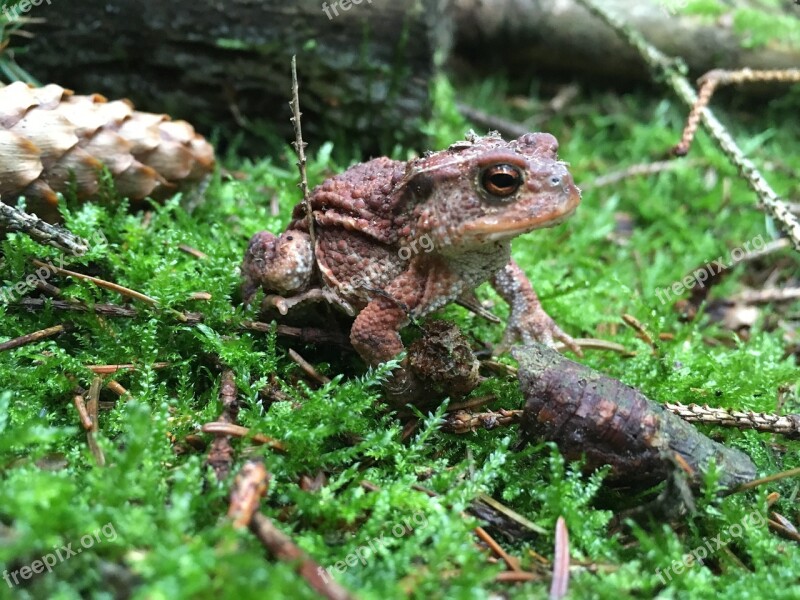 Frog Forest Brown Nature Wood