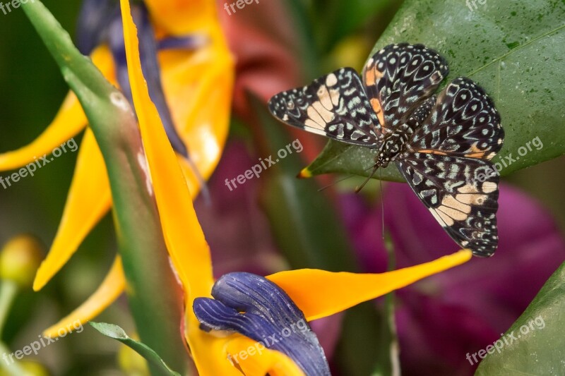 Butterfly Insects Nature Flower Letter