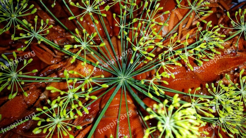 Crayfish Party Crayfish Crown Dill Free Photos