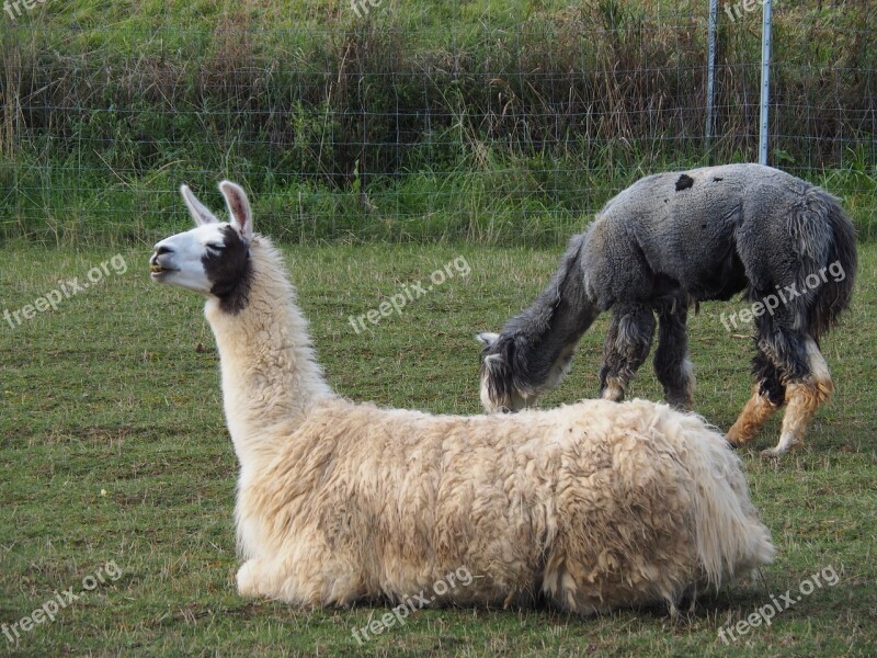 Lama Camel Paarhufer Animal Attention