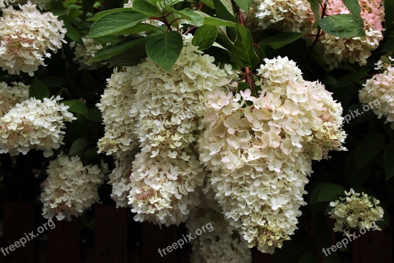 Hydrangea Flowers Blossom Nature Flower