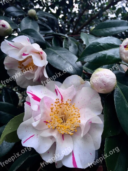 Camellia Flower Bush Green Floral