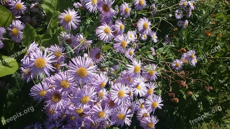 Autumn Flower Summer Plant Beautiful Flower