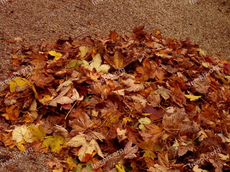 Autumn Fall Foliage Golden Autumn Forest October