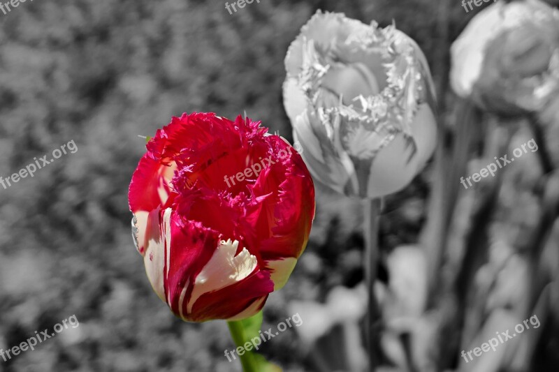 Tulips Black And White Flowers Early Red