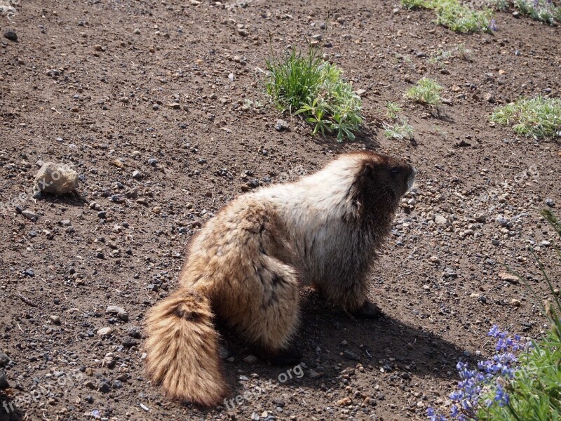 Marmot Dirt Nature Wild Cute