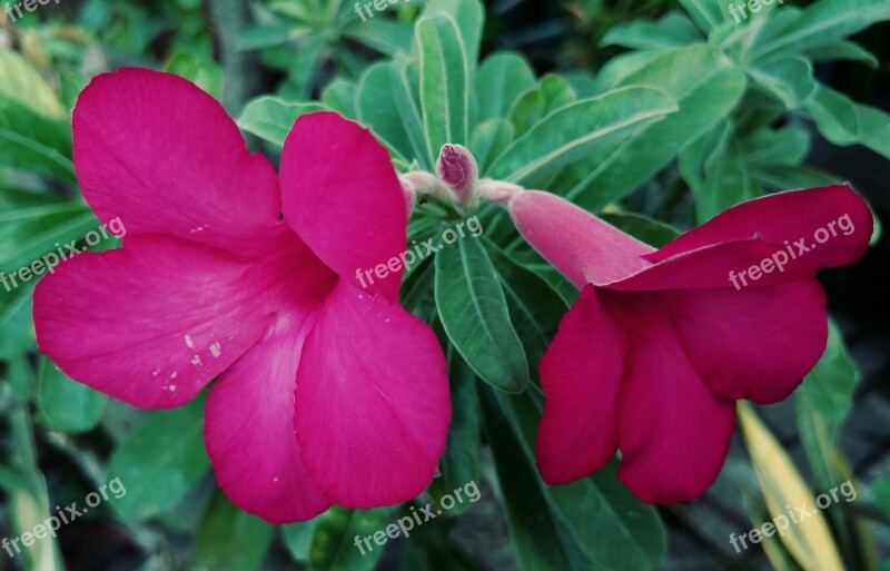 Adenium Red Flower Garden Plants Floral