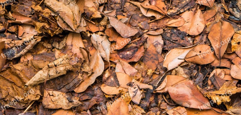 Leaf Leaves Wither Autumn Withered Flora