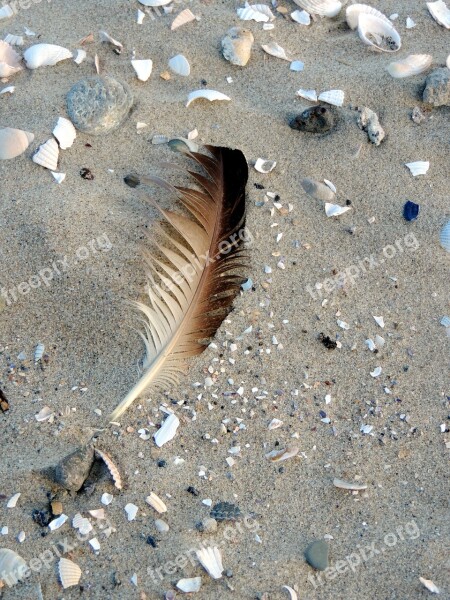 Bird Feather Mussels Most Beach By The Sea Nature