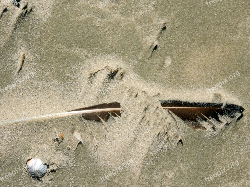 Bird Feather Sand Nature Sand Beach Lost