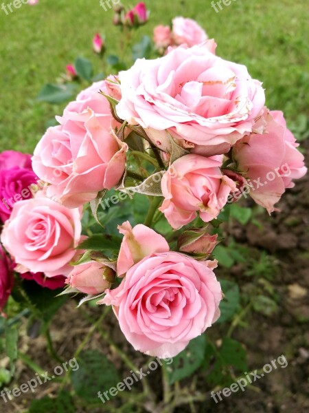 Rose Rose Bush Leaves Nature Flowers