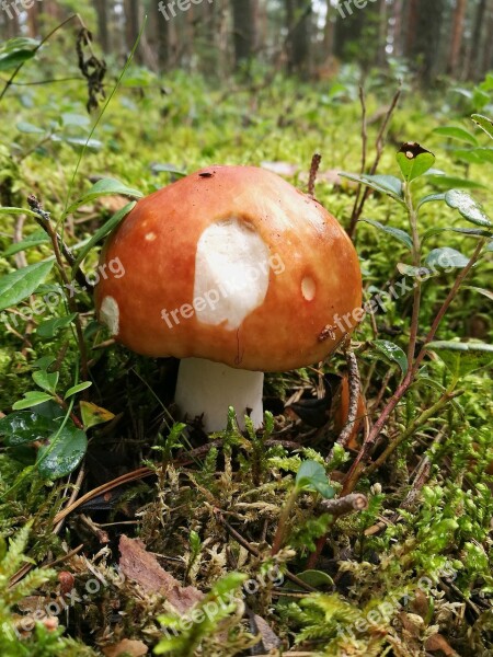 Mushroom Forest Macro Russula Nature