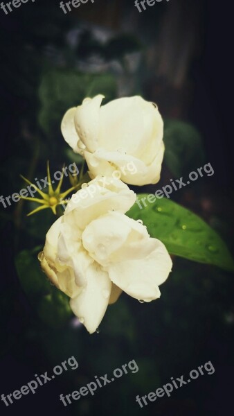 Flower Jasmine After Rain Rain Drops Free Photos