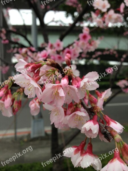 Cherry Blossoms Flower Plant Free Photos