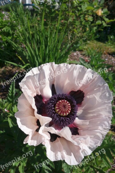 Turkish Poppy Garden Poppy Perenn-mohn Gardening Poppy