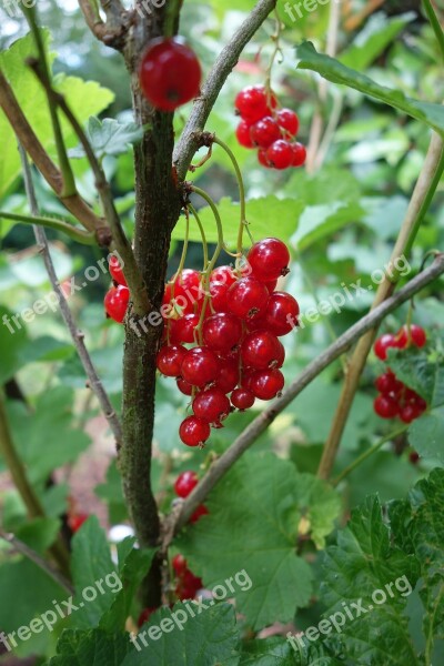 Currants Garden Fruit Red Currant Berries