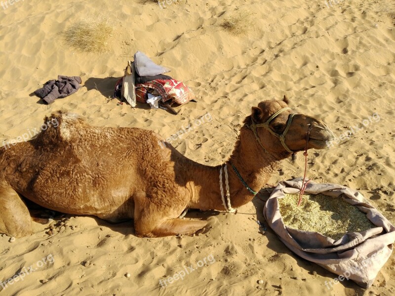 Camel Desert Travel Backpack Southwest Asia