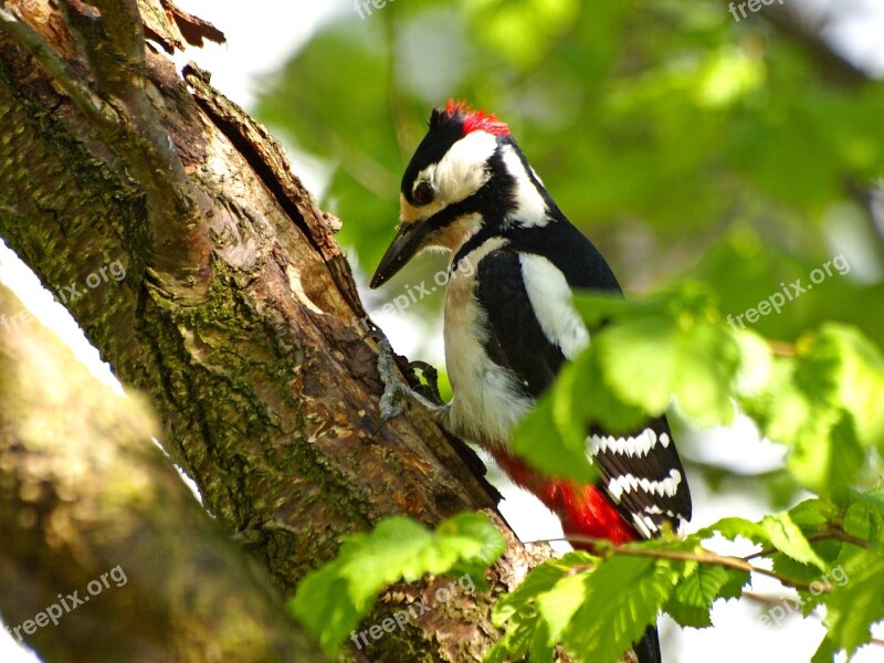 Great Spotted Woodpecker Bird Nature Foraging Forest Bird